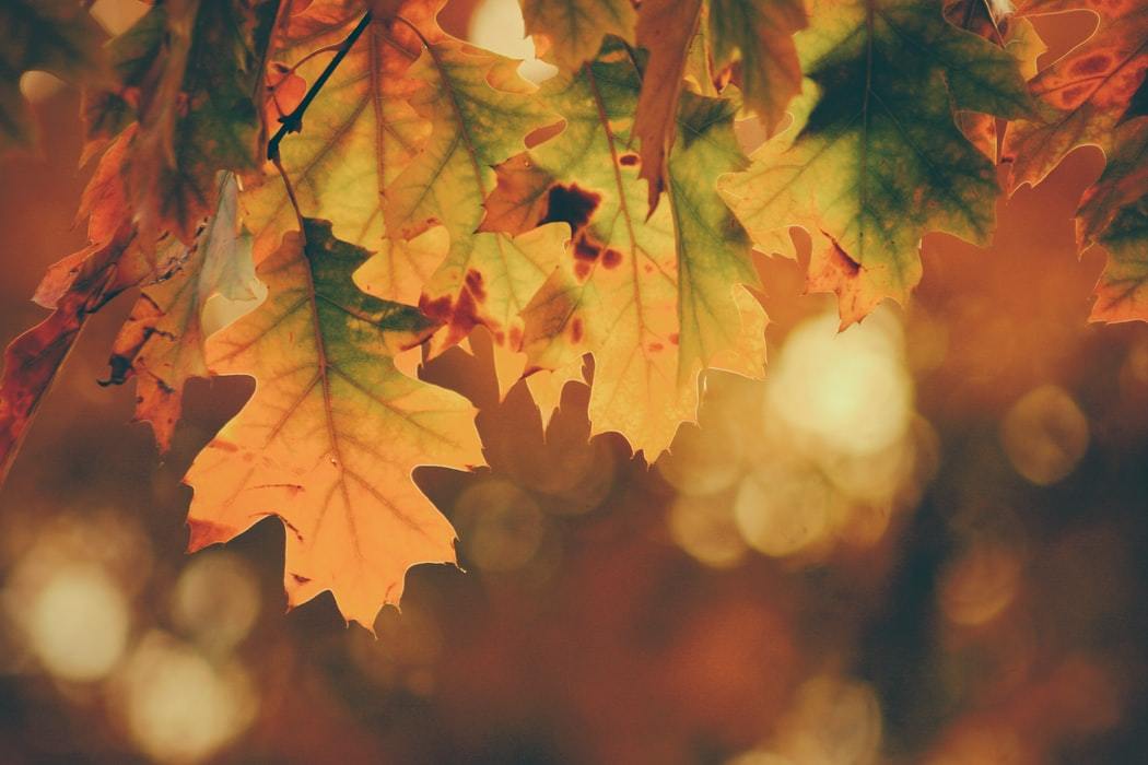 mapleleaves_unsplash