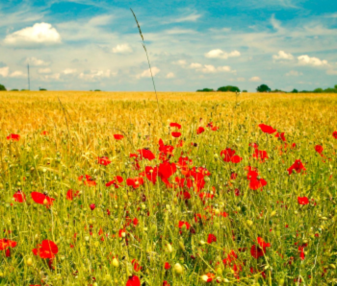 mayflowers_unsplash