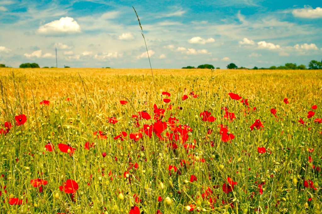 mayflowers_unsplash