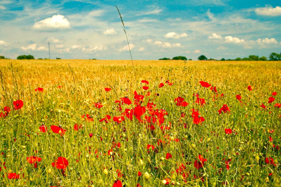 mayflowers_unsplash