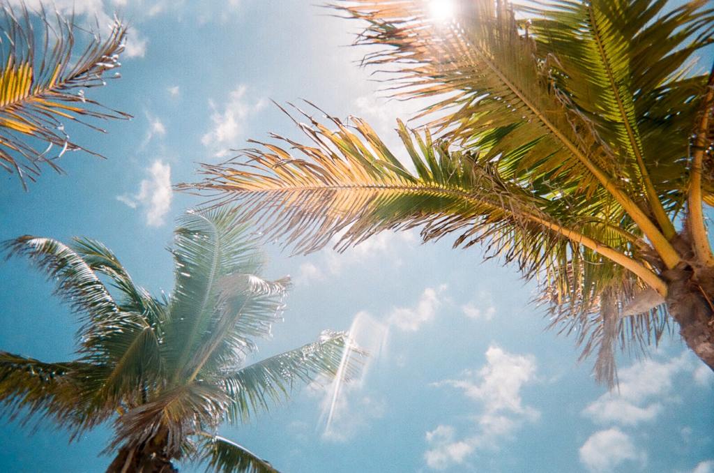 palmtrees_unsplash